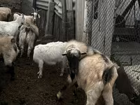 Ziegenbock, Alpine goat — Foto 4