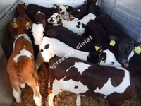 Bull, Limousin cow — photo 4