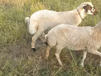 Schaf, Schafe — Foto 4
