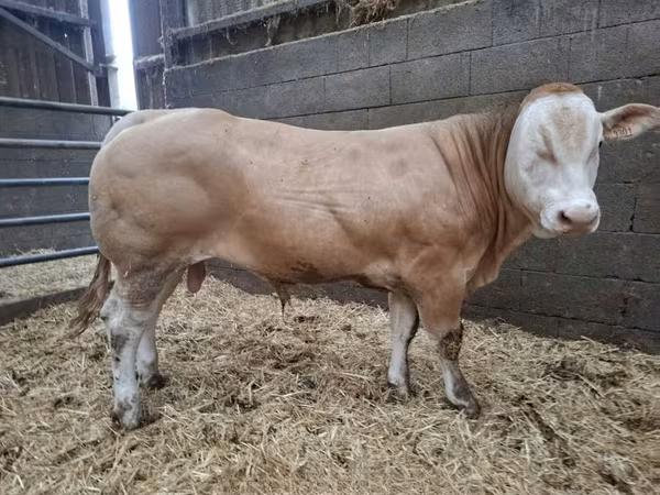 Buqa, Blonde d’Aquitane cattle