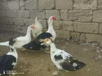 Ducks — Foto 3