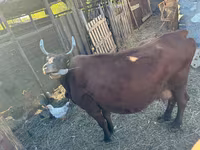 Vaca, Ganado vacuno — foto 5