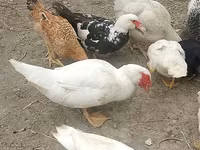 Ducks — الصورة 5