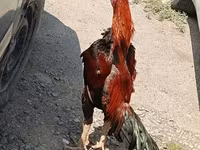 Chickens — 5-сурет