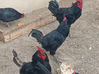 Australorp — Foto 4