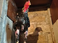 Chickens — Foto 3