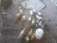 Ducks — Foto 4