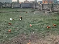 Chickens — Foto 3