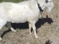 Ziegenbock, Saanen goat — Foto 4