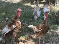 Blanca de pechuga ancha — foto 2