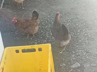 Chickens — 3-rasm