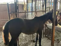 母马, Horses — 照片 3