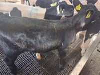 Kuh, Russian Black pied cattle — Foto 1