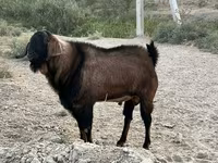 Taka, Nubian Goat — 4-rasm