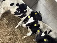 Bulle, Russian Black pied cattle — Foto 7