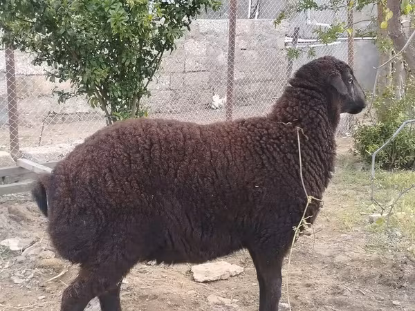Sheep, Sheep