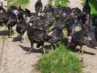 Turkeys — Foto 3