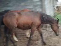 At, Horse breed — foto 8