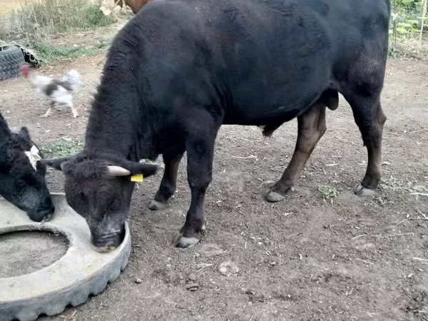 Bulle, Aberdeen-Angus