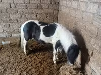حصان, Miniature horse — الصورة 3