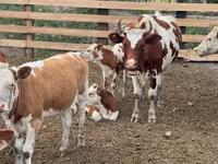 Корова, Swiss cattle — фото 4