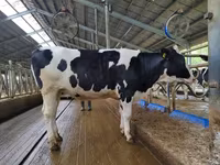 Kuh, Holstein-Rasse — Foto 5