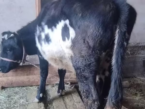 Vaca, Russian Black pied cattle