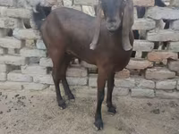 Cabra, Najdi goat — foto 1