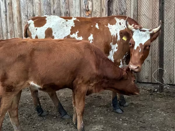 Vaca, Simmental cattle