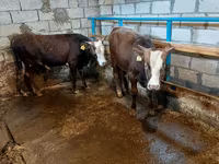 公牛, Red-spotted breed — 照片 7
