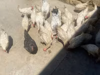 Leghorn — Foto 3