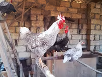 Chickens — 1-rasm