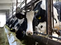 Bulle, Holstein-Rasse — Foto 5