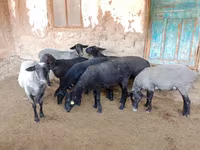 भेड़, Romanov sheep — फ़ोटो 7