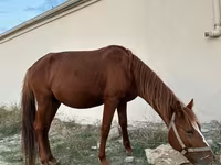 حصان, Karabakh horse — الصورة 6