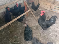 Australorp — foto 1