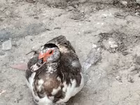 Ducks — Foto 5