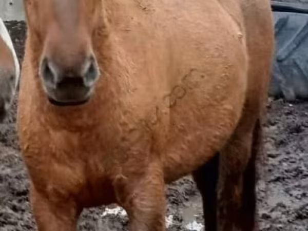 母马, Horses — 俄罗斯