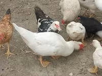 Ducks — الصورة 4