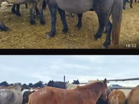 Stute, Horse breed — Foto 2