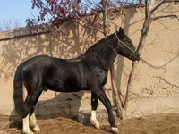 Caballos (lote, sexo no especificado), Caballos — foto 3
