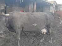 بقرة, Simmental cattle — الصورة 2