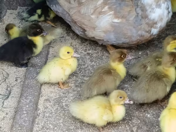 Ducks
