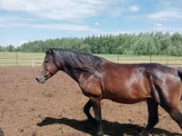 Hengst, Kushum Horse — Foto 1