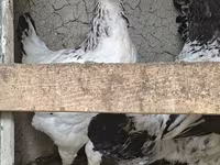 Chickens — Foto 3