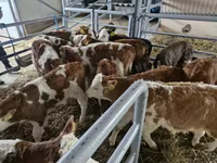 Bulle, Simmental cattle — Foto 3