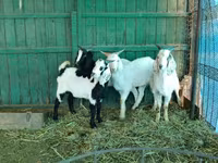 公山羊, Saanen goat — 照片 5