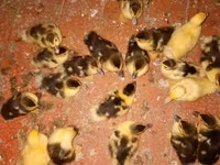 Ducks — Foto 2
