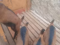 Ziegenbock, Alpine goat — Foto 2