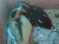 Ducks — 4-сурет
